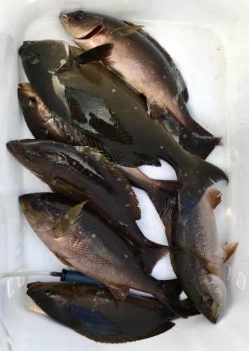 鵜来島家本渡船 釣果