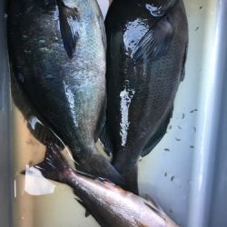 鵜来島家本渡船 釣果