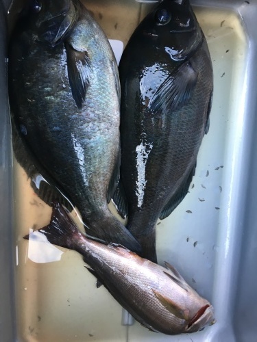 鵜来島家本渡船 釣果