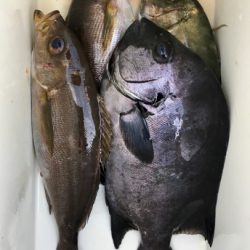 鵜来島家本渡船 釣果