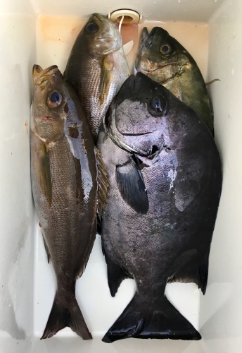 鵜来島家本渡船 釣果