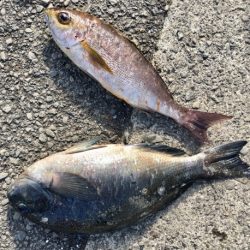 鵜来島家本渡船 釣果