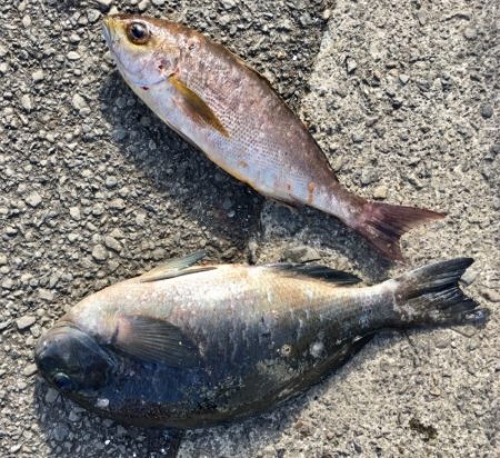 鵜来島家本渡船 釣果