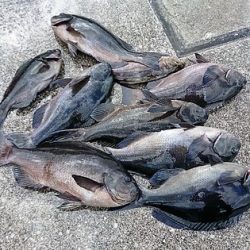 しば渡船 釣果