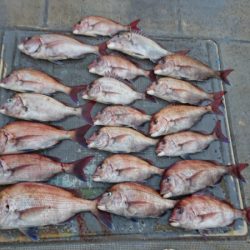 FISHING RISKY 釣果