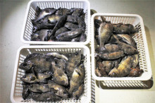 KIM Fishing Guide Ser…