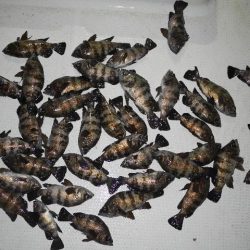 TOPGUN名古屋 釣果