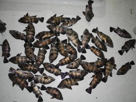 TOPGUN名古屋 釣果