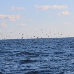 へいみつ丸 釣果