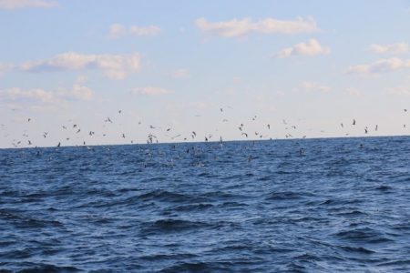 へいみつ丸 釣果