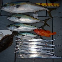 sea boss　シーボス 釣果