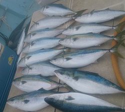 旭星釣りセンター 釣果