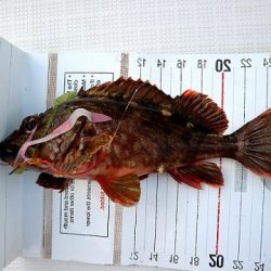 フルコンタクト 釣果