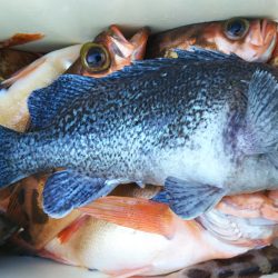 モンロー号 釣果