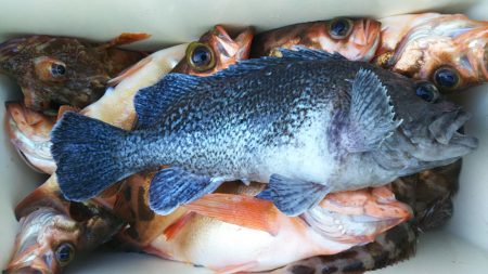 モンロー号 釣果