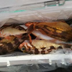 モンロー号 釣果