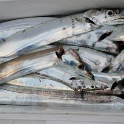 オーフリー 釣果