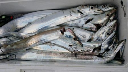 オーフリー 釣果