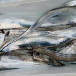 オーフリー 釣果