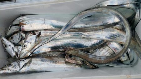 オーフリー 釣果