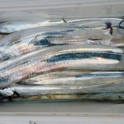 オーフリー 釣果