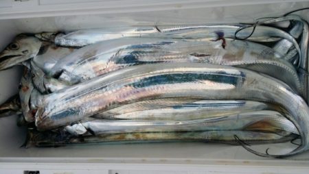 オーフリー 釣果