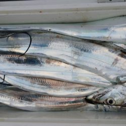 オーフリー 釣果