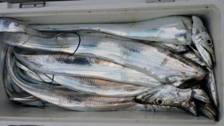 オーフリー 釣果