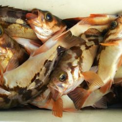 モンロー号 釣果