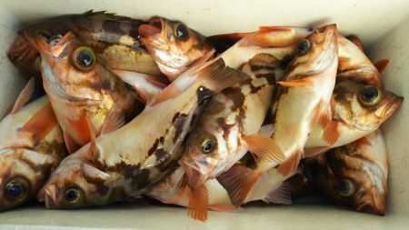 モンロー号 釣果