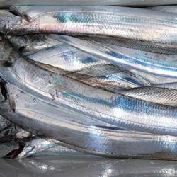 松本釣船２ 釣果