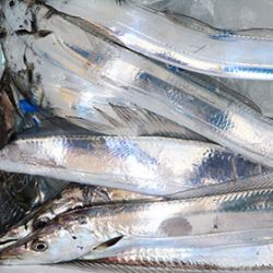 松本釣船２ 釣果