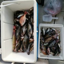 秀丸 釣果