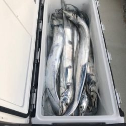 秀丸 釣果