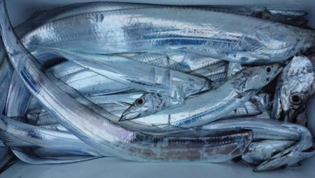 オーフリー 釣果