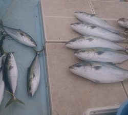 旭星釣りセンター 釣果