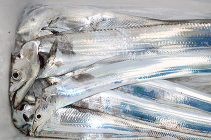 松本釣船２ 釣果