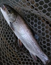 フィッシング サンクチュアリ 釣果