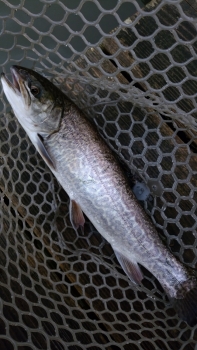 フィッシング サンクチュアリ 釣果