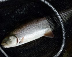 フィッシング サンクチュアリ 釣果