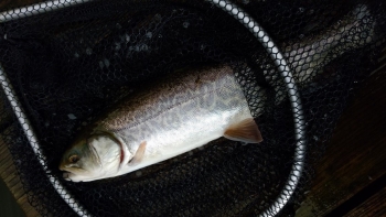 フィッシング サンクチュアリ 釣果