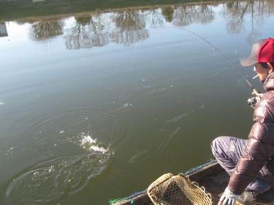 吉羽園 釣果