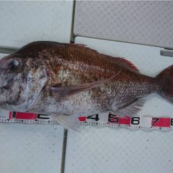 マタウマリンサービス 釣果