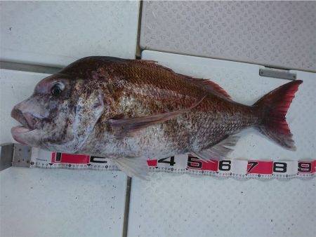 マタウマリンサービス 釣果