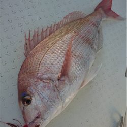 マタウマリンサービス 釣果