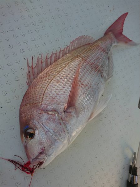 マタウマリンサービス 釣果