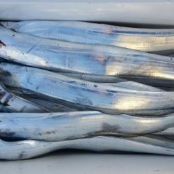 オーフリー 釣果