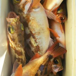 モンロー号 釣果