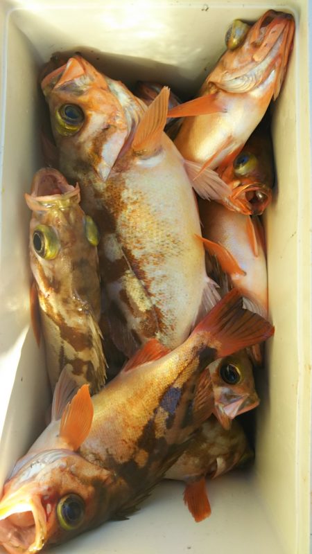 モンロー号 釣果