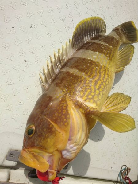 マタウマリンサービス 釣果